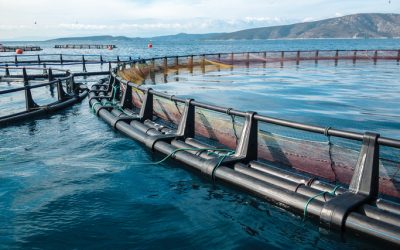 New Cloud-based Technologies Drive Innovation in the Aquaculture Industry