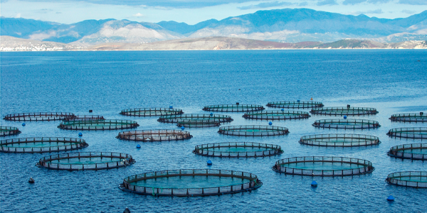 Are you prepared to harness disruptive technologies to propel growth in the aquaculture industry?